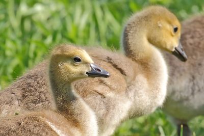 Growing Goose