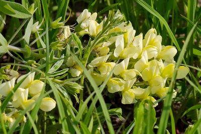 Prairie Wildflower