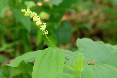 Flower of the Forest