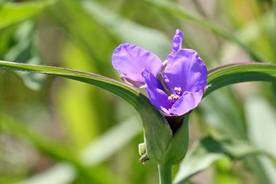 Flower on the Prairie