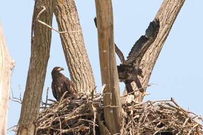 Across the Nest