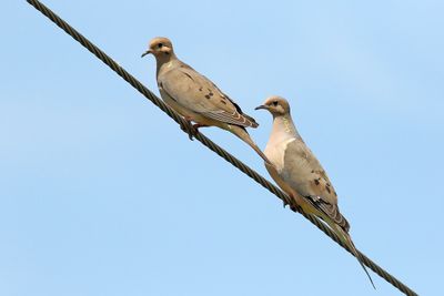 Duo of Doves