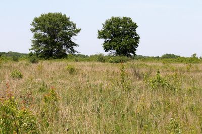 Trees on the Prairie