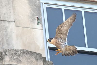 Landing on the Ledge