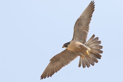 Falcon in Flight