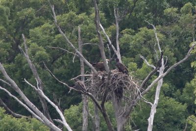 Afternoon with the Eagles