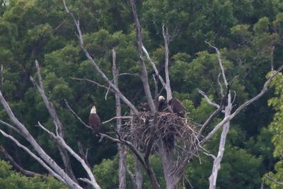 Bald Eagle Family