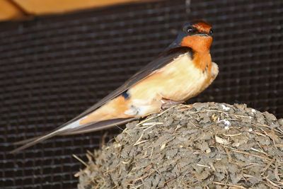 Inside Nest