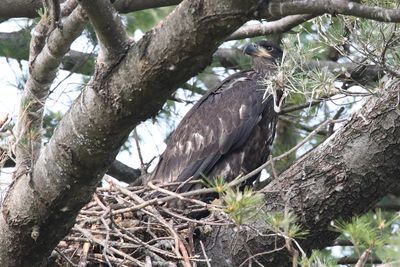 Out on a Limb