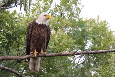 Perched in a Pine