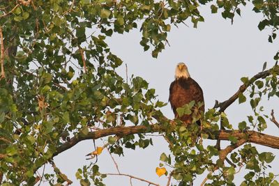 Eagle Eyes