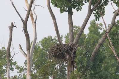 Empty Nest