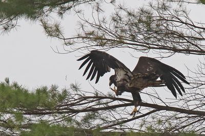 Branch Hopping