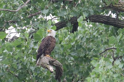 Favorite Perch