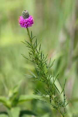 Prairie Purple