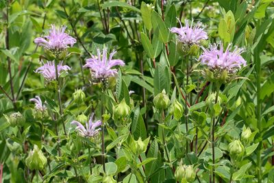 Bee Balm