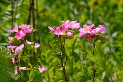 Pink Beauty