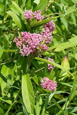 Wet Milkweed