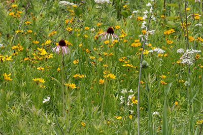 Ilinois Prairie