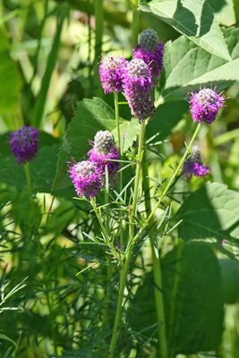 Purple Plant