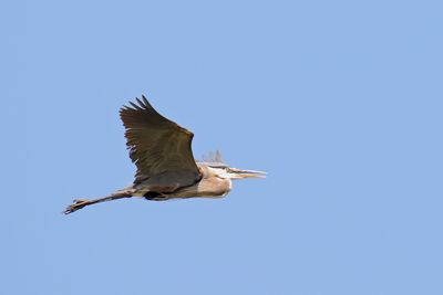 Heron in a Hurry