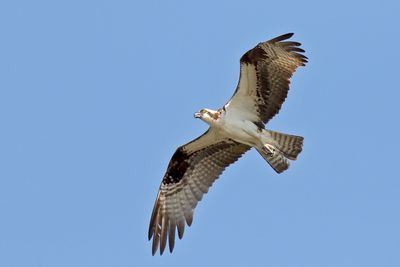 Fish Hawk