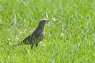 Female Brown-Headed Cowbird