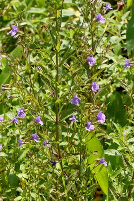 Wetland Wildflower