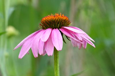 Summer Cone