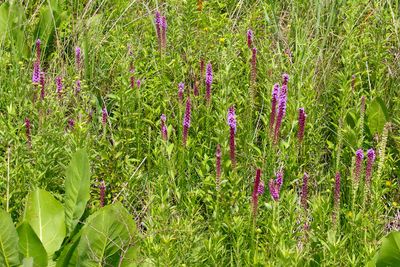 Prairie Fireworks