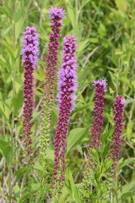 July Skyrockets
