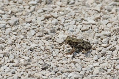Tiny Toad