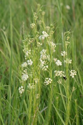 Prairie Plant