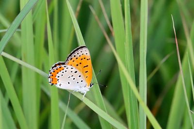 Wetland Butterfly