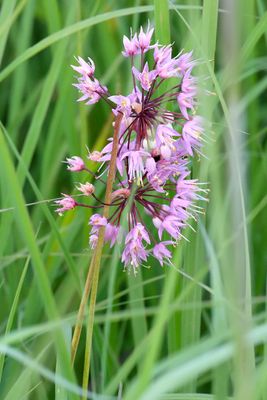 Prairie in Bloom
