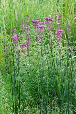 Wet Wildflower