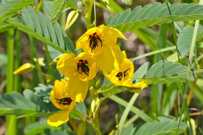 Flowers on the Prairie