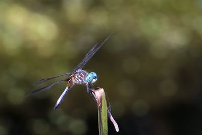 Fast Dragonfly