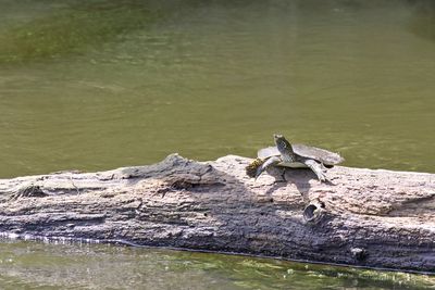 Collecting Rays