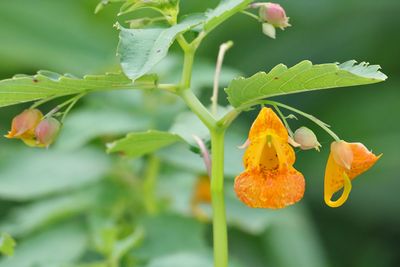 Orange Jewel