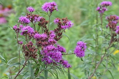Strong Flowers