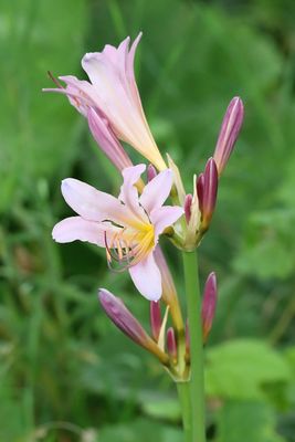 Non-Native Beauty