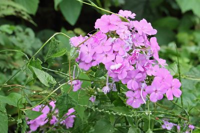 Forest Phlox