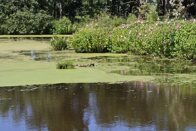 Summer on a Pond