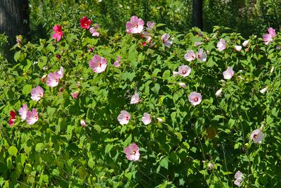 Wetland Wildflowers
