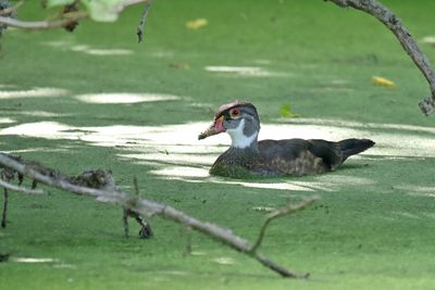 Duck in a Pond