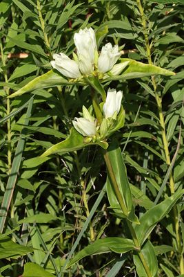 Summer Gentian