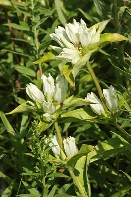 Prairie Blooms