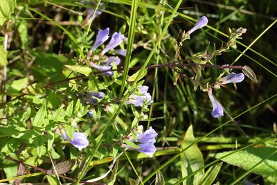 Marsh Skullcap
