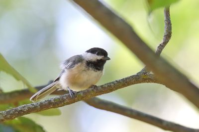 Chick on a Stick